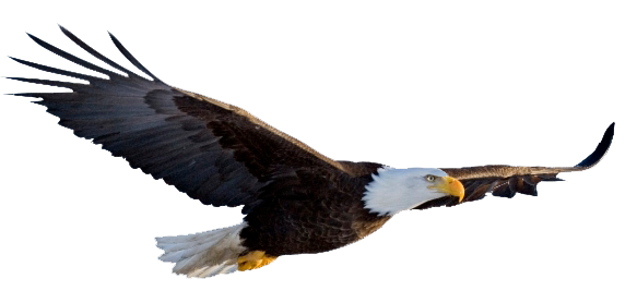eagle-clipart